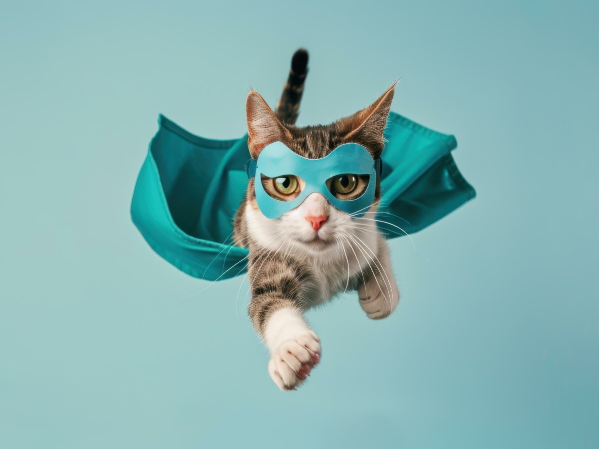 Comprendre la méthode Save the Cat : un outil puissant pour structurer votre&nbsp;roman